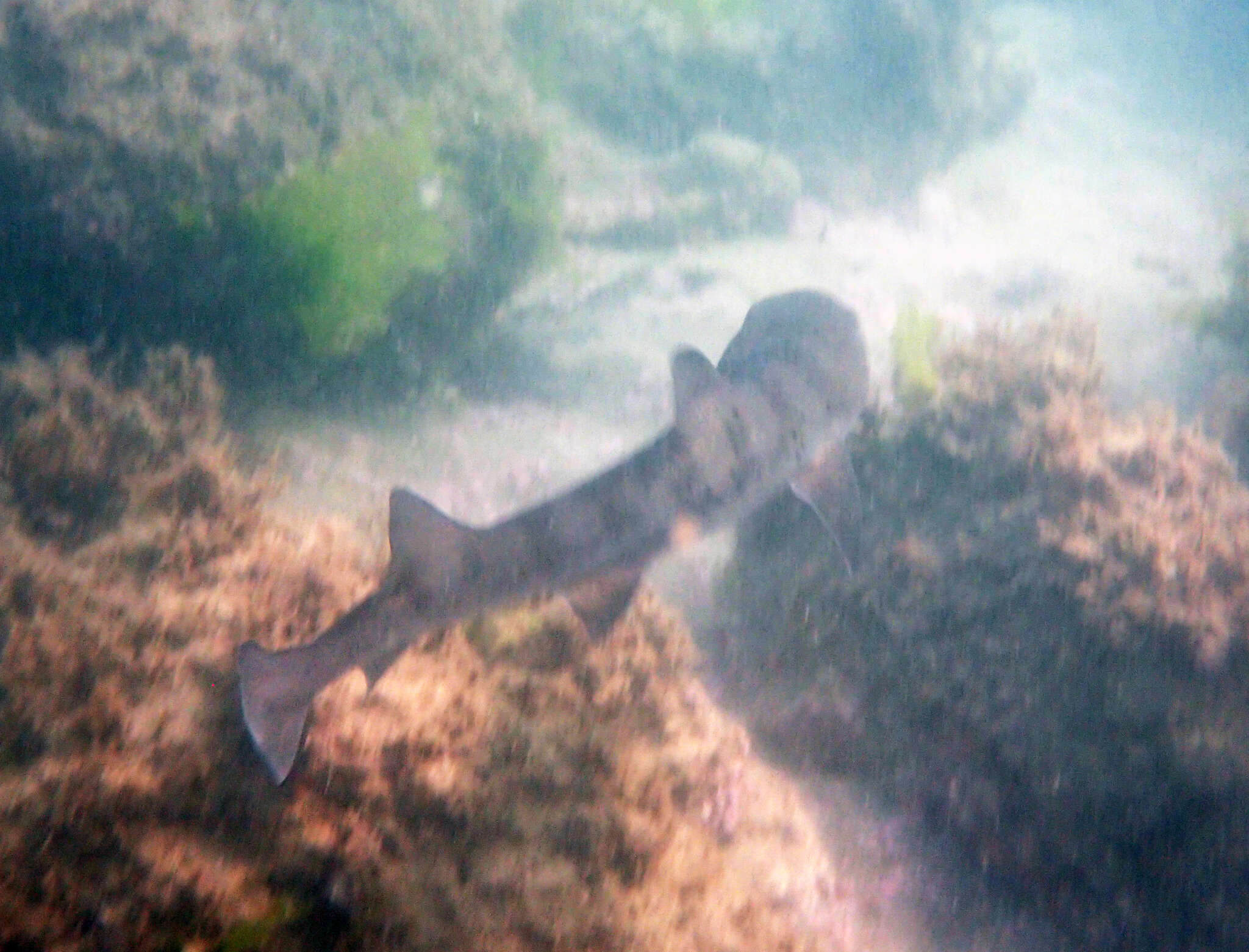 Image of Banded Houndshark