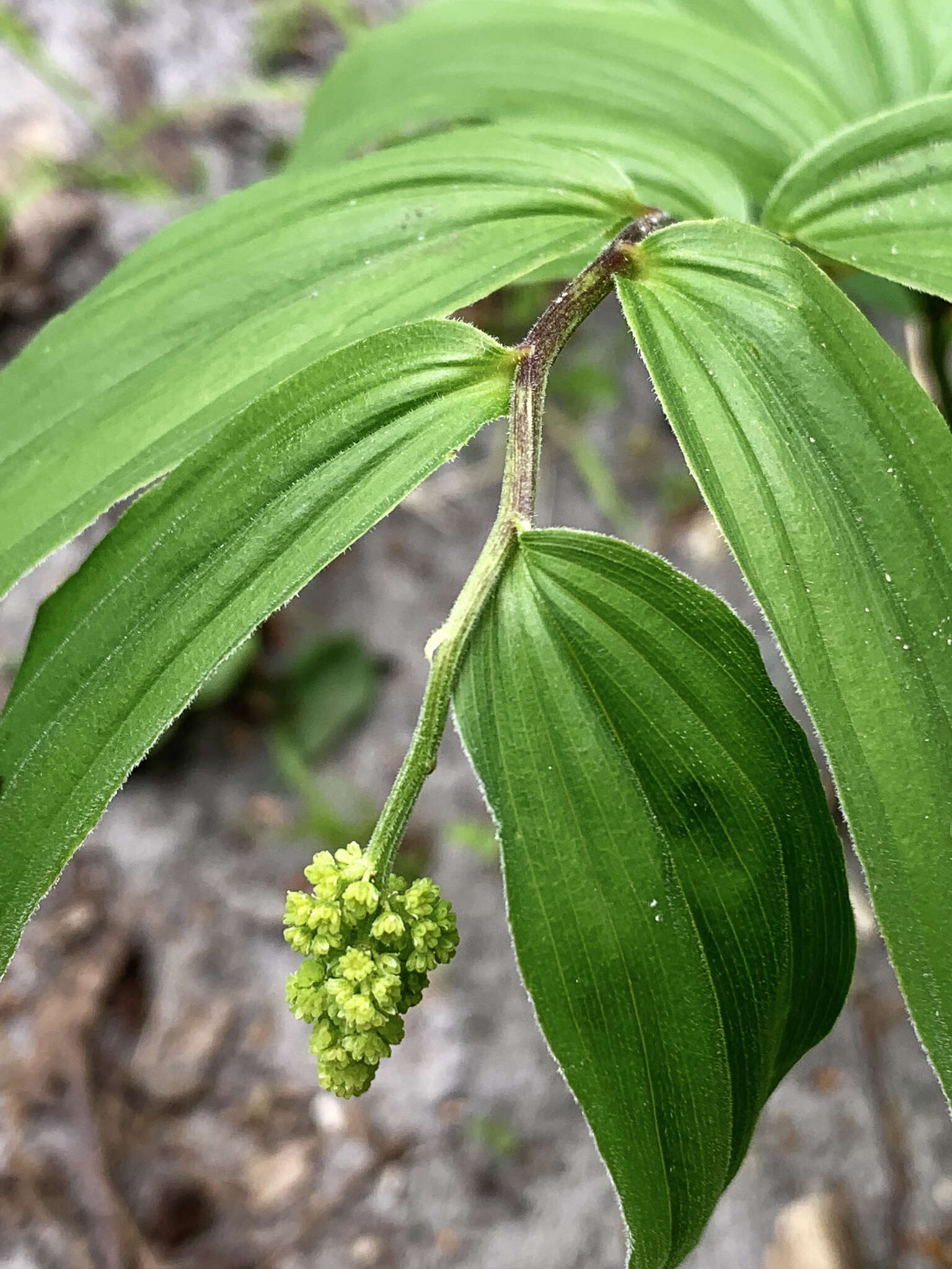 Image of feathery false lily of the valley