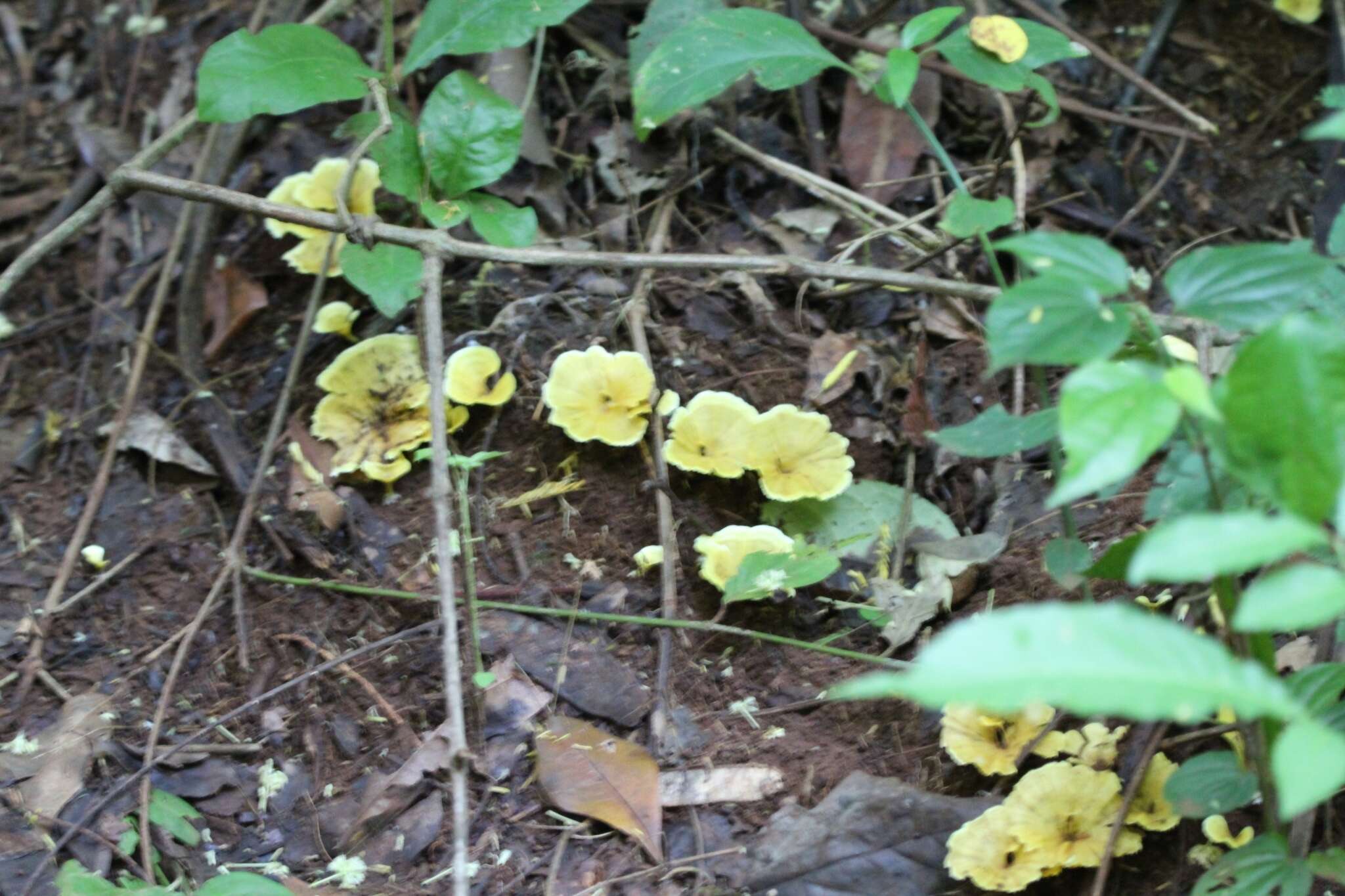 صورة Cotylidia aurantiaca (Pat.) A. L. Welden 1958