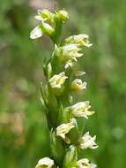 Image of Bog orchid