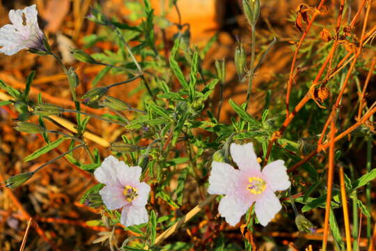 Image of Monsonia burkeana Planch. ex Harv. & Sond.