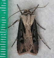 صورة Agrotis volubilis Harvey 1874