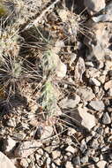 Image of Graham's pricklypear