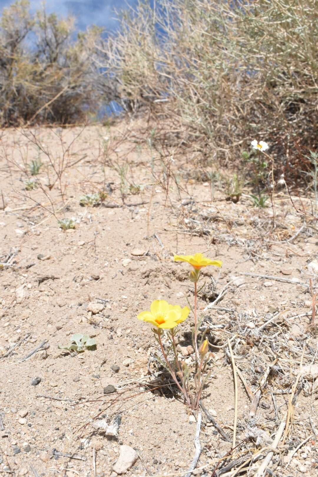 Image of shining blazingstar