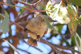 Image of Buff-rumped Thornbill