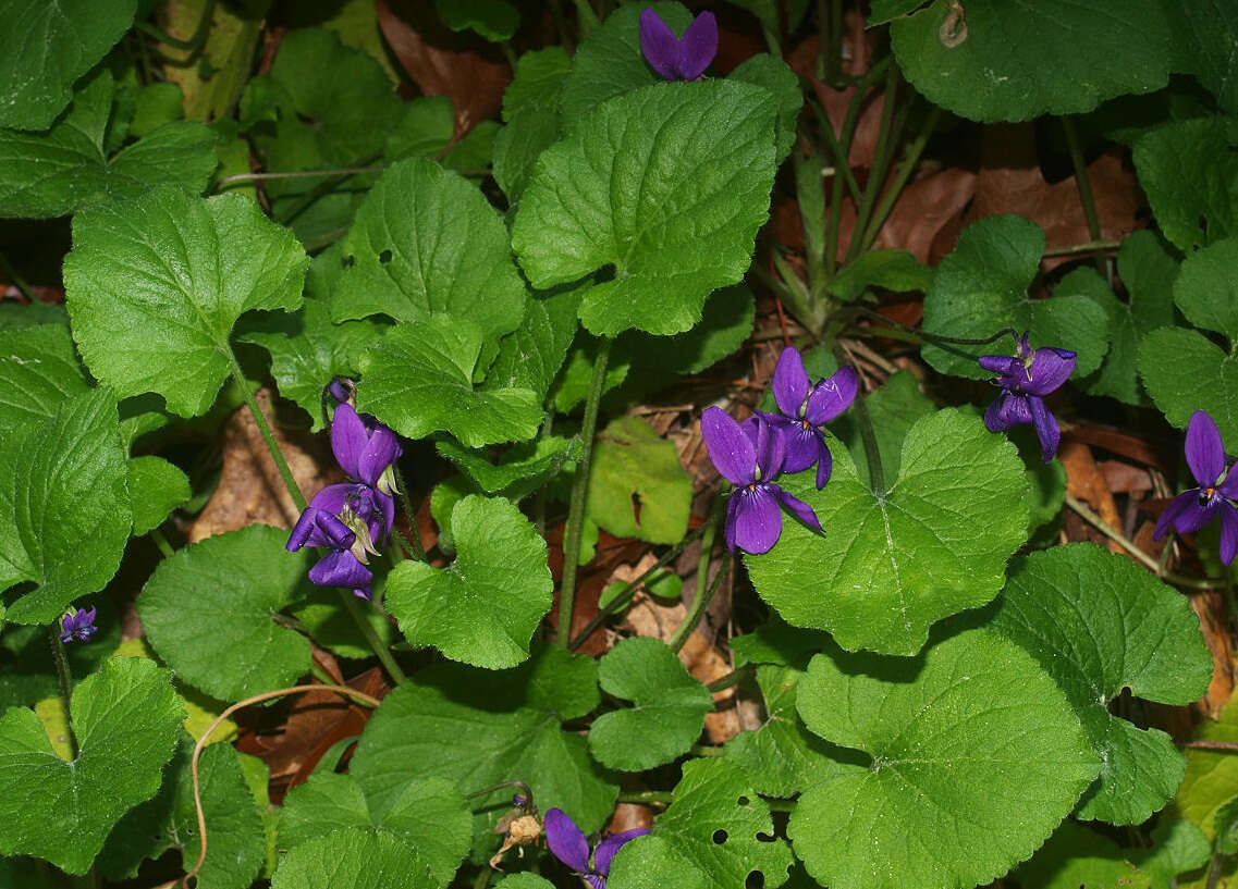 Image of sweet violet