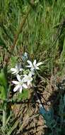 Image of Ornithogalum orthophyllum subsp. kochii (Parl.) Zahar.