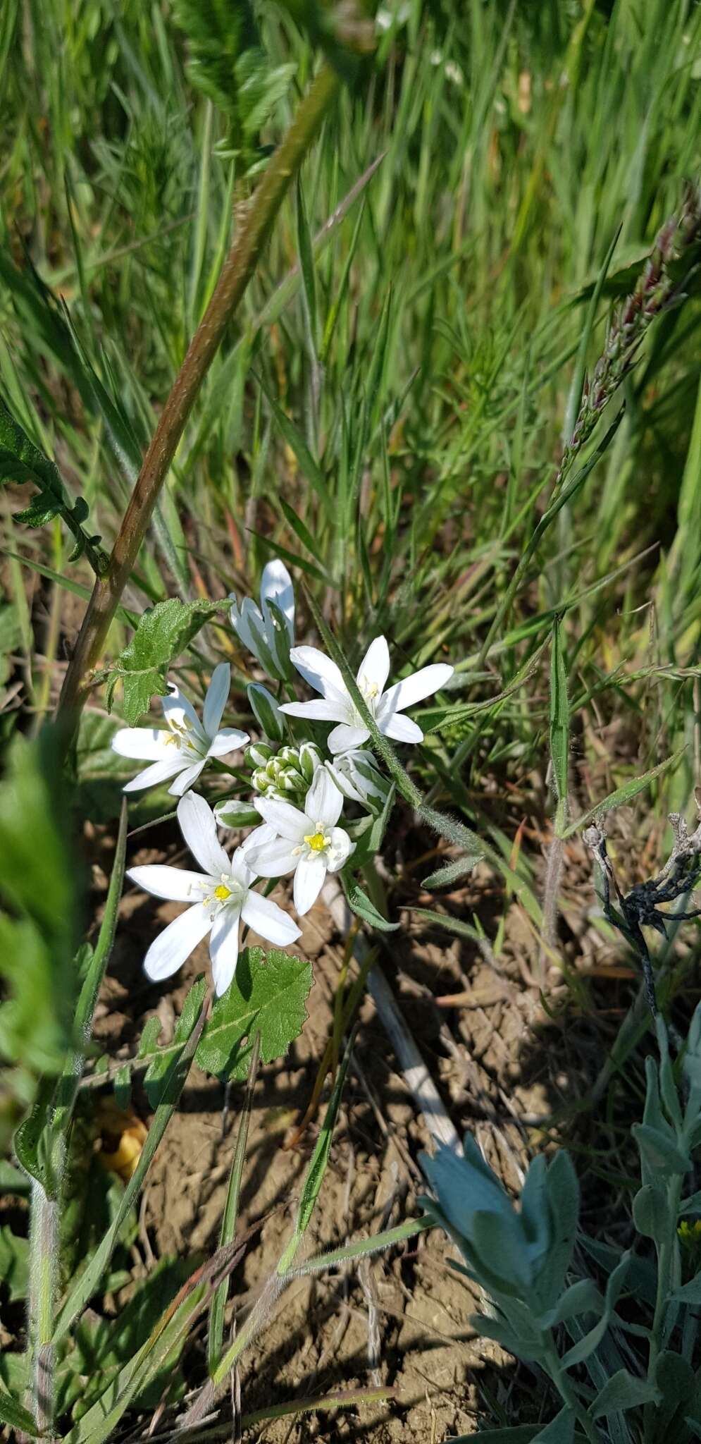 Image of Ornithogalum orthophyllum subsp. kochii (Parl.) Zahar.