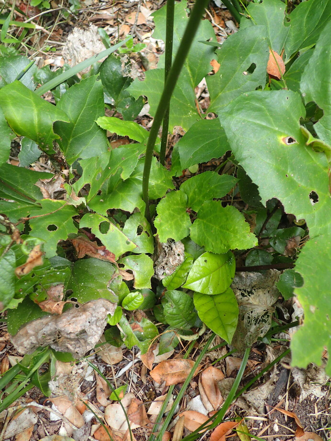 Image of Knowltonia vesicatoria subsp. grossa H. Rasmussen
