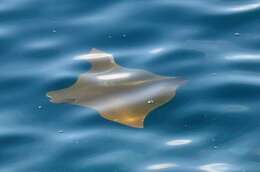 Image of Golden Cownose Ray