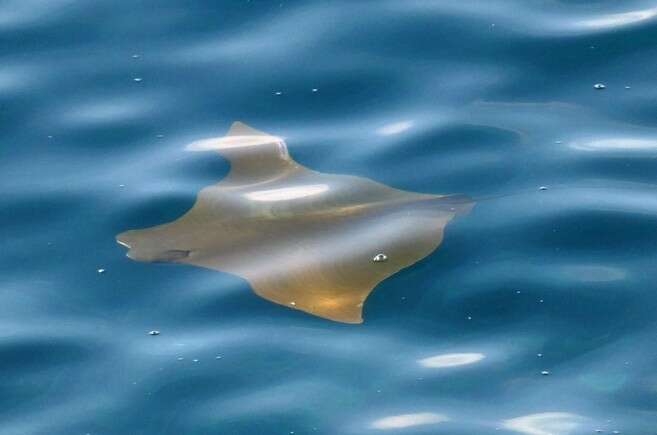 Image of Golden Cownose Ray