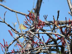 Image of Psittacanthus palmeri (Watson) Barlow & Wiens