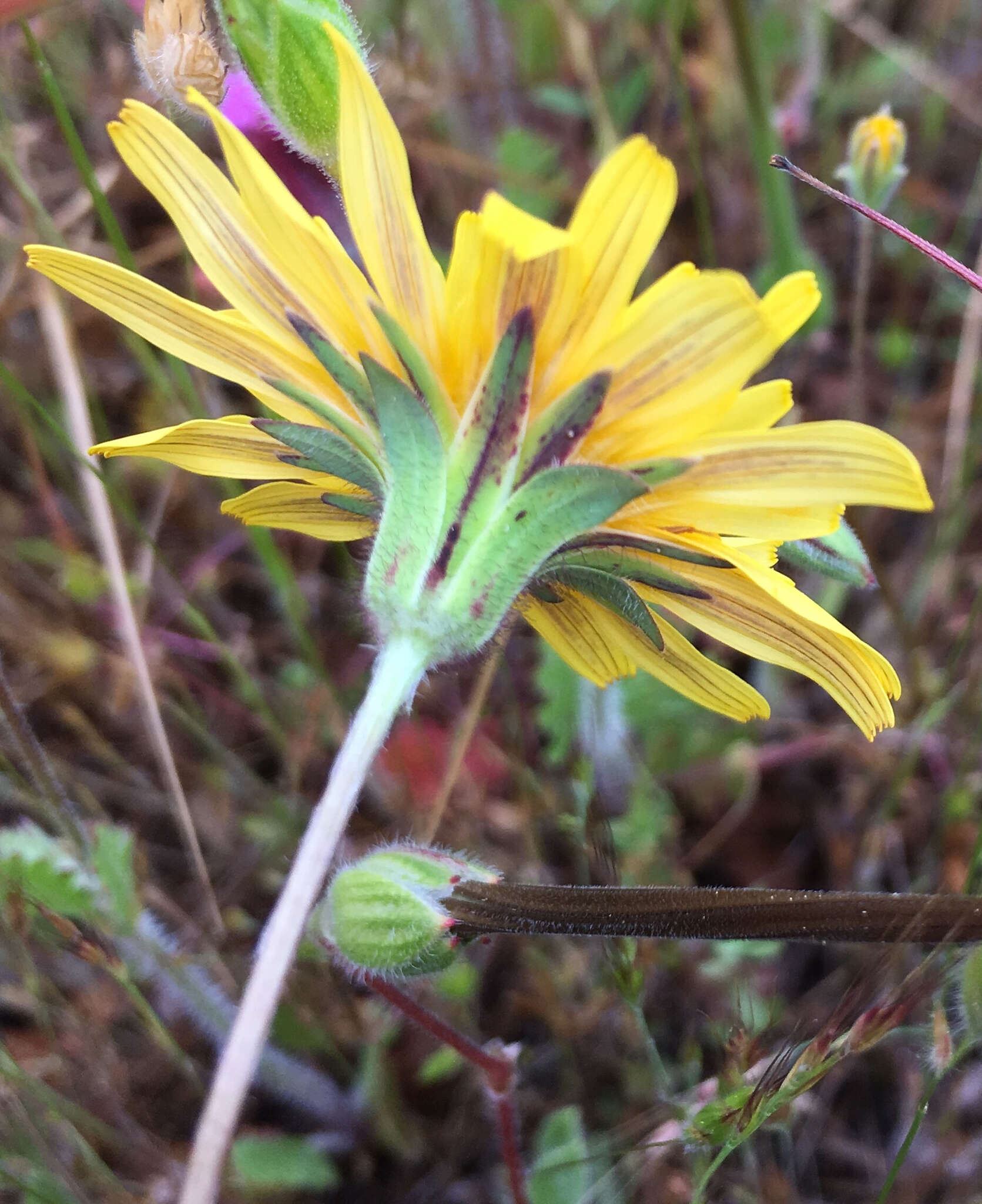 Image de Agoseris heterophylla (Nutt.) Greene