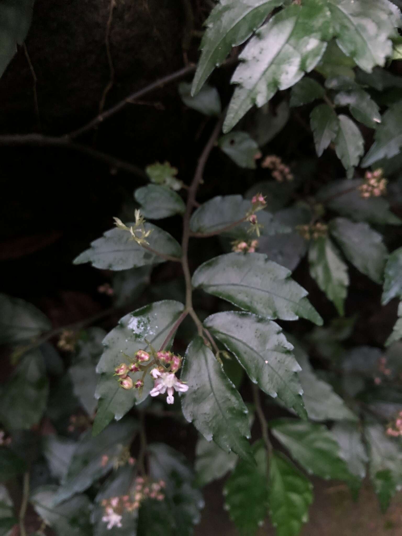 Image of Pellionia radicans (Sieb. & Zucc.) Wedd.