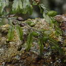 Sivun Hymenophyllum wilsonii Hook. kuva