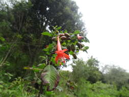 Imagem de Fuchsia dependens Hook.