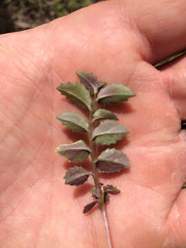 Image de Lobelia purpurascens R. Br.