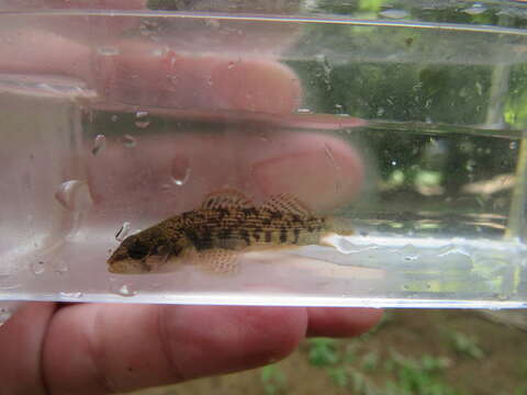 Image of Corrugated darter