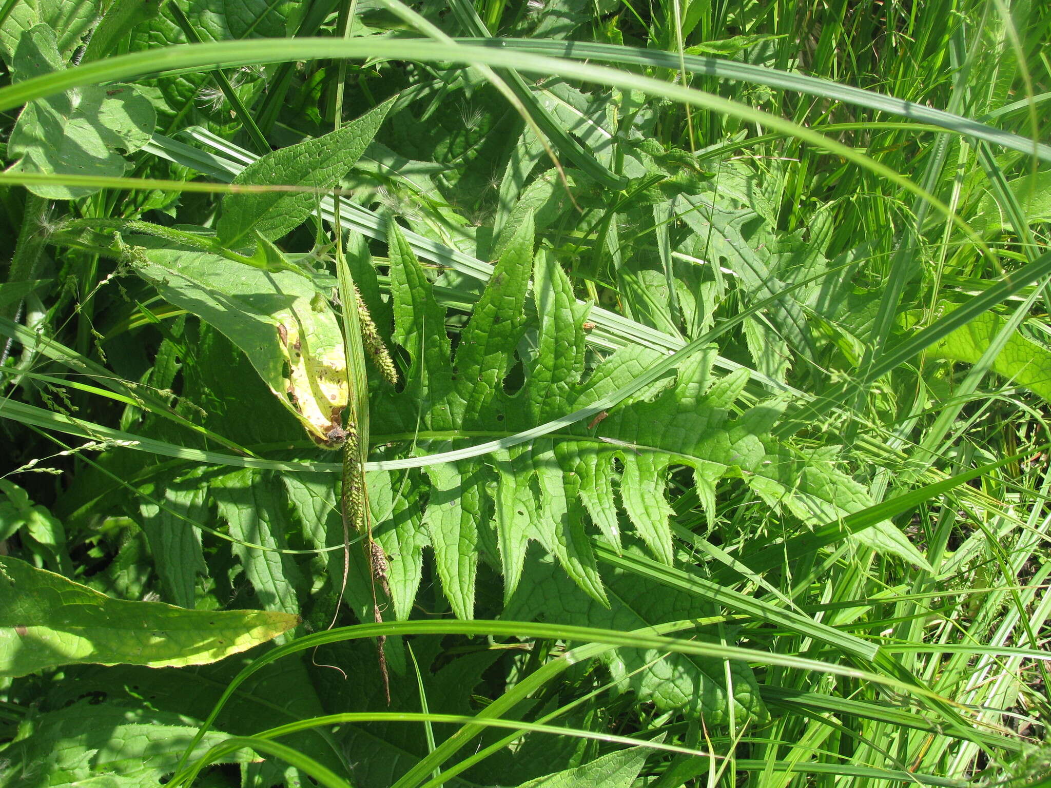 Image of Brook Thistle