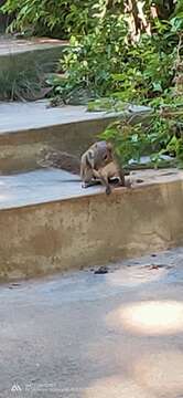 Image of Indochinese ground squirrel