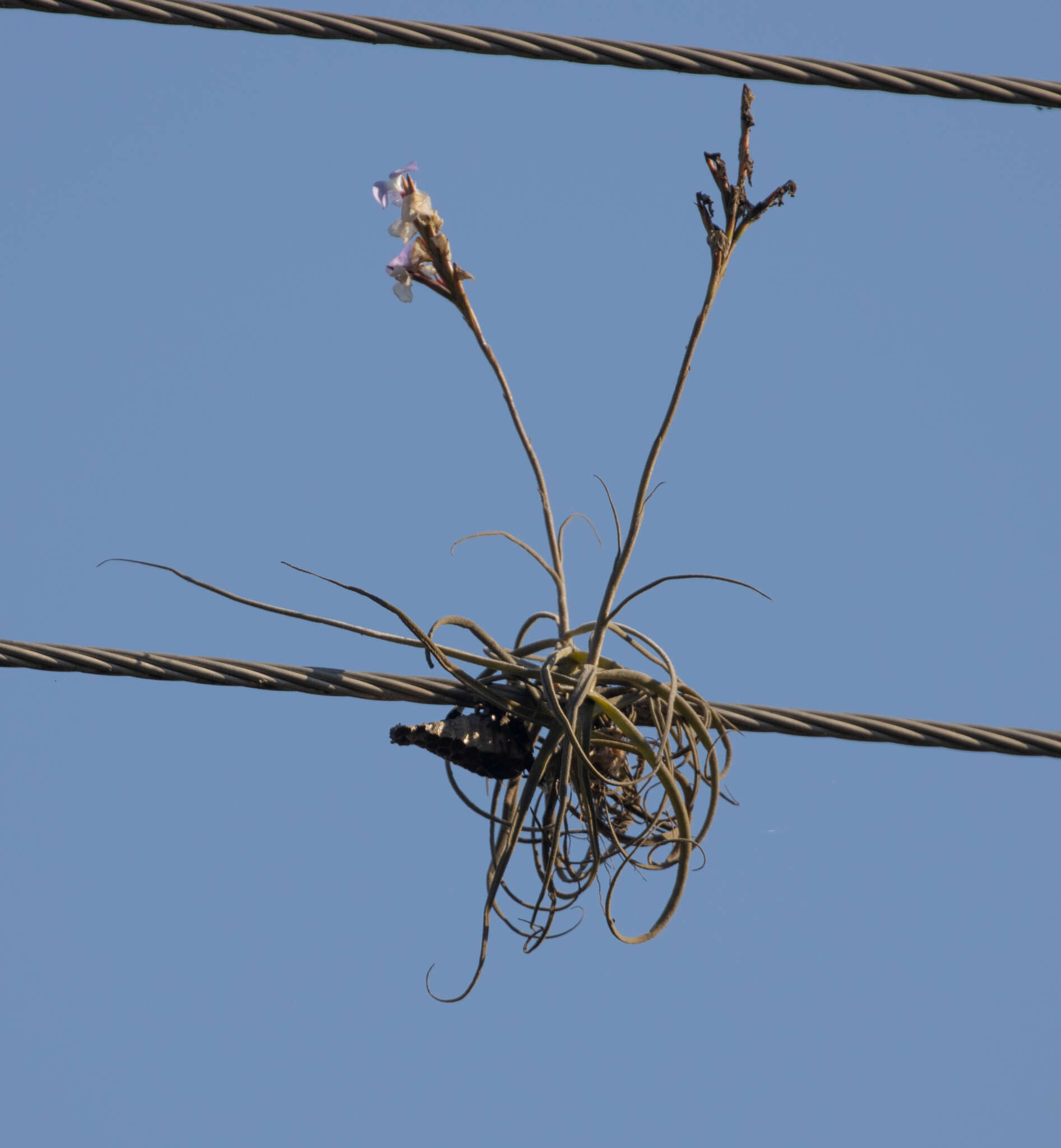 Image of Tillandsia streptocarpa Baker