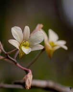 Слика од Dendrobium ovatum (L.) Kraenzl.