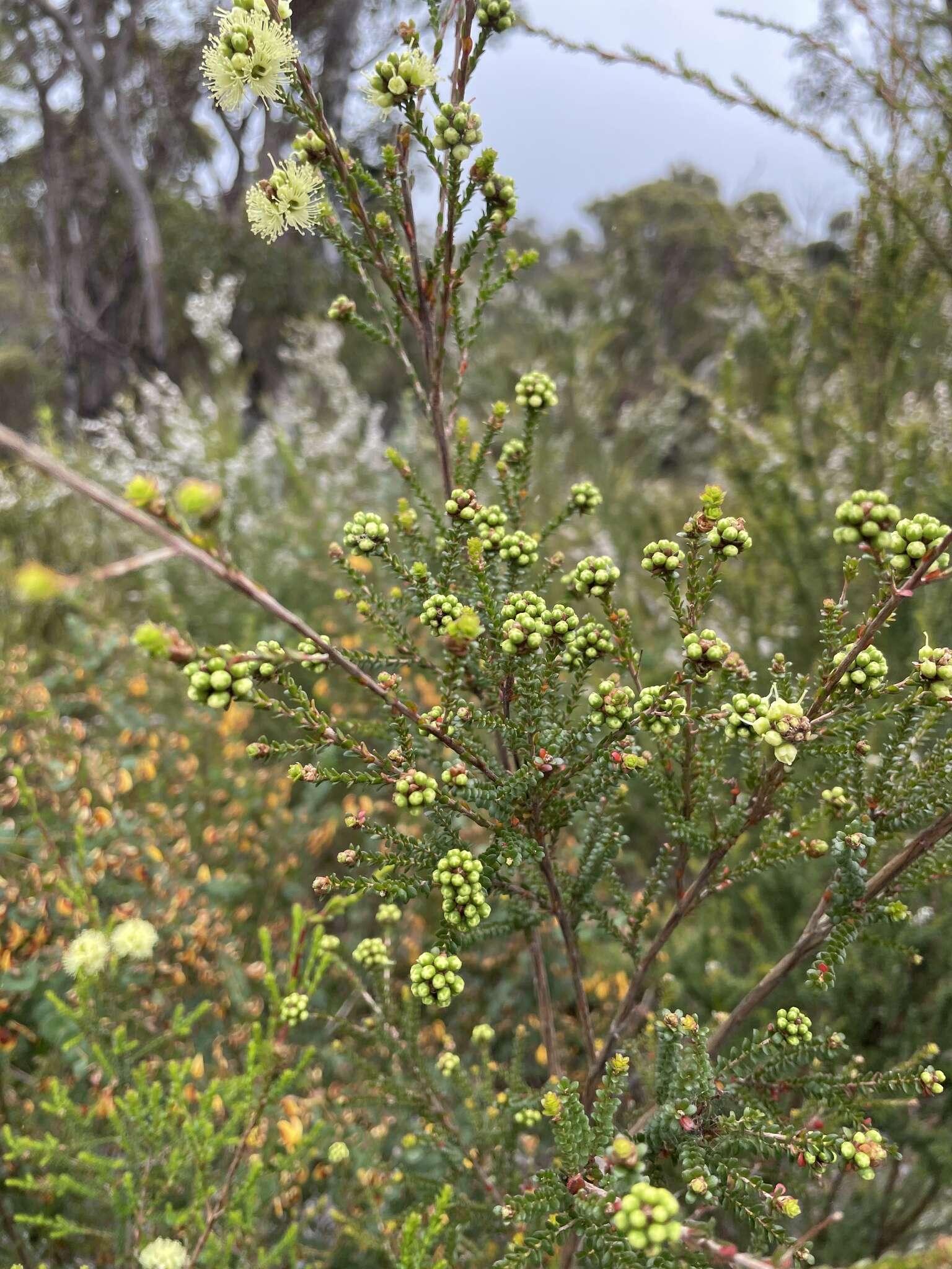 صورة Kunzea sulphurea Tovey & P. Morris