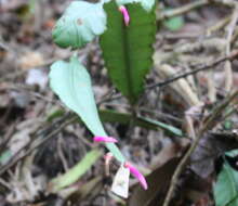 Image of Pseudorhipsalis amazonica (K. Schum.) Ralf Bauer