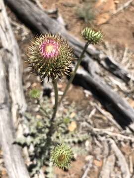 Image of cobwebby thistle