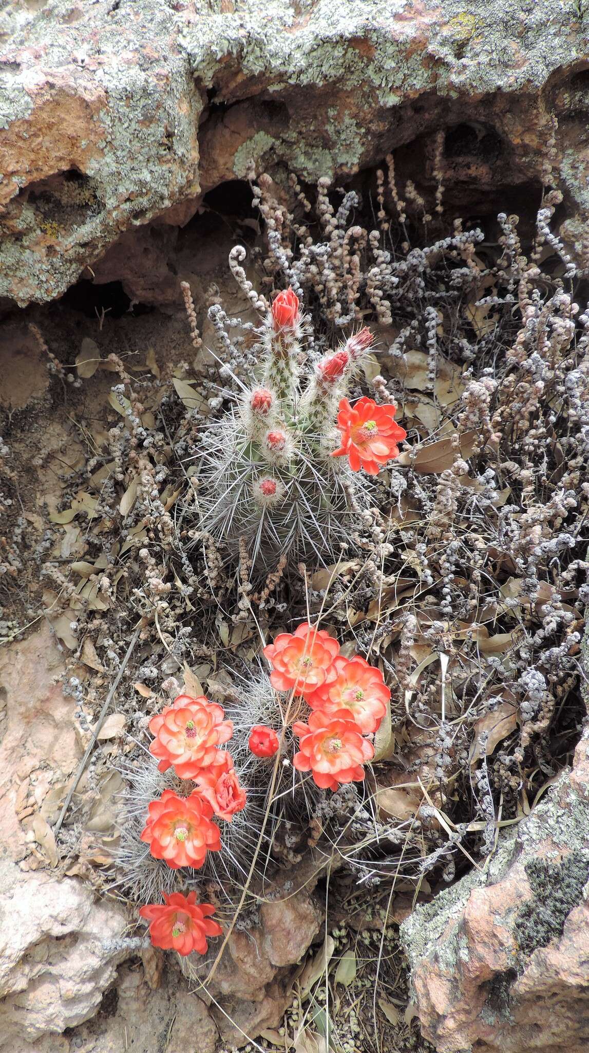 Image de Echinocereus polyacanthus Engelm.