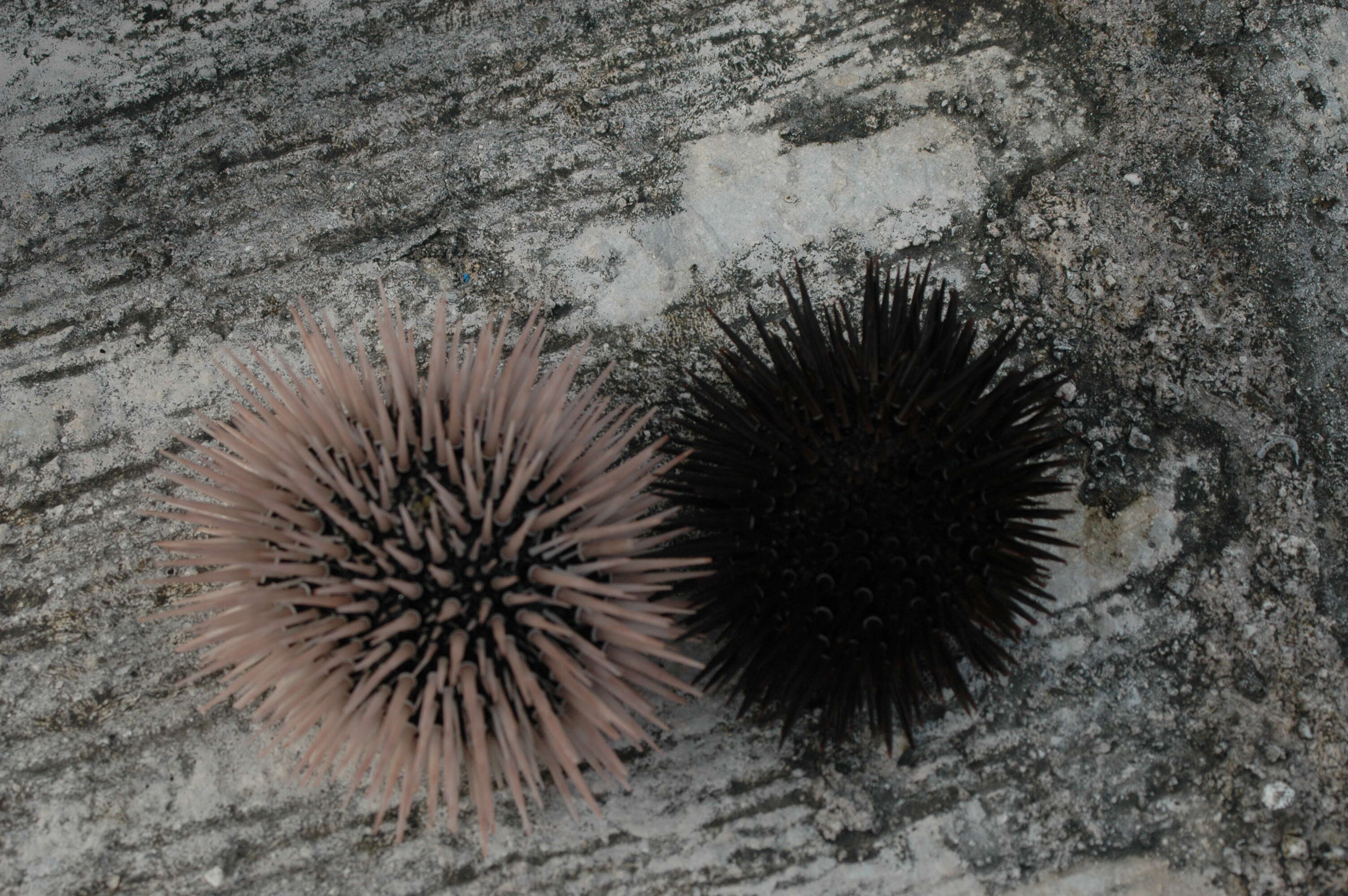 Image of Burrowing urchin