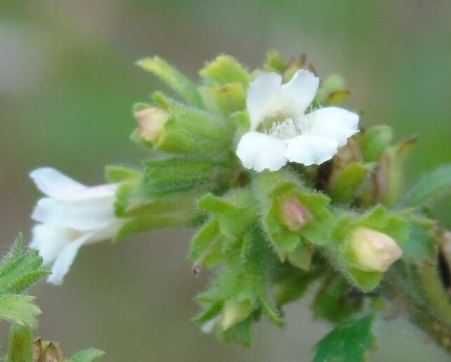 Image of Capraria frutescens (Mill.) Britton