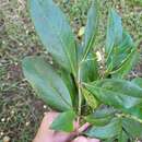 Image de Cordia laevigata Lam.