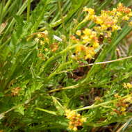 Rorippa palustris subsp. palustris的圖片