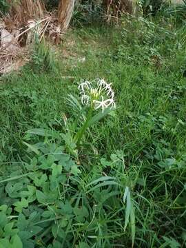 Image of Mangrove lily