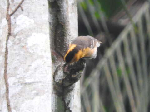 Image of Sao Tome Weaver