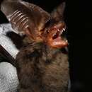 Image of Tropical Big-eared Brown Bat