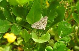 Sivun Chrysolarentia cryeropa (Meyrick 1891) kuva