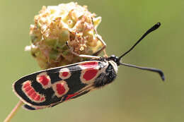 Image of Zygaena carniolica suavis Burgeff 1926