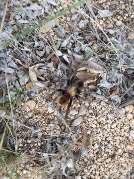 Image of Desert Blond Tarantula