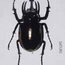 Imagem de Chalcosoma atlas (Linnaeus 1758)