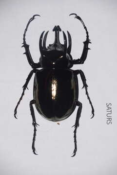 Image of Atlas beetle