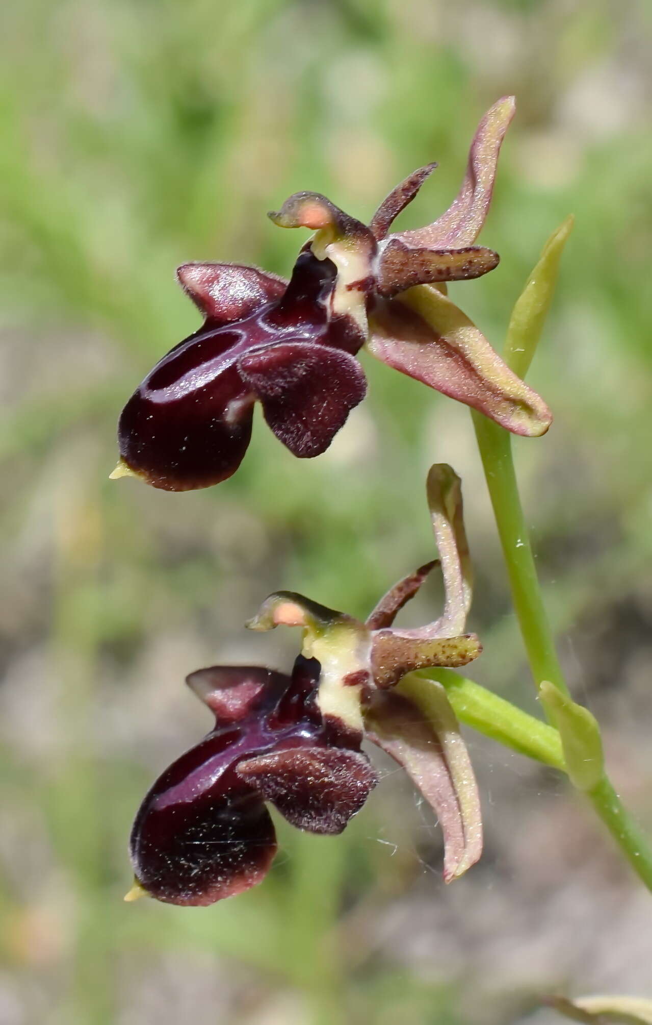 Imagem de <i>Ophrys aghemanii</i>