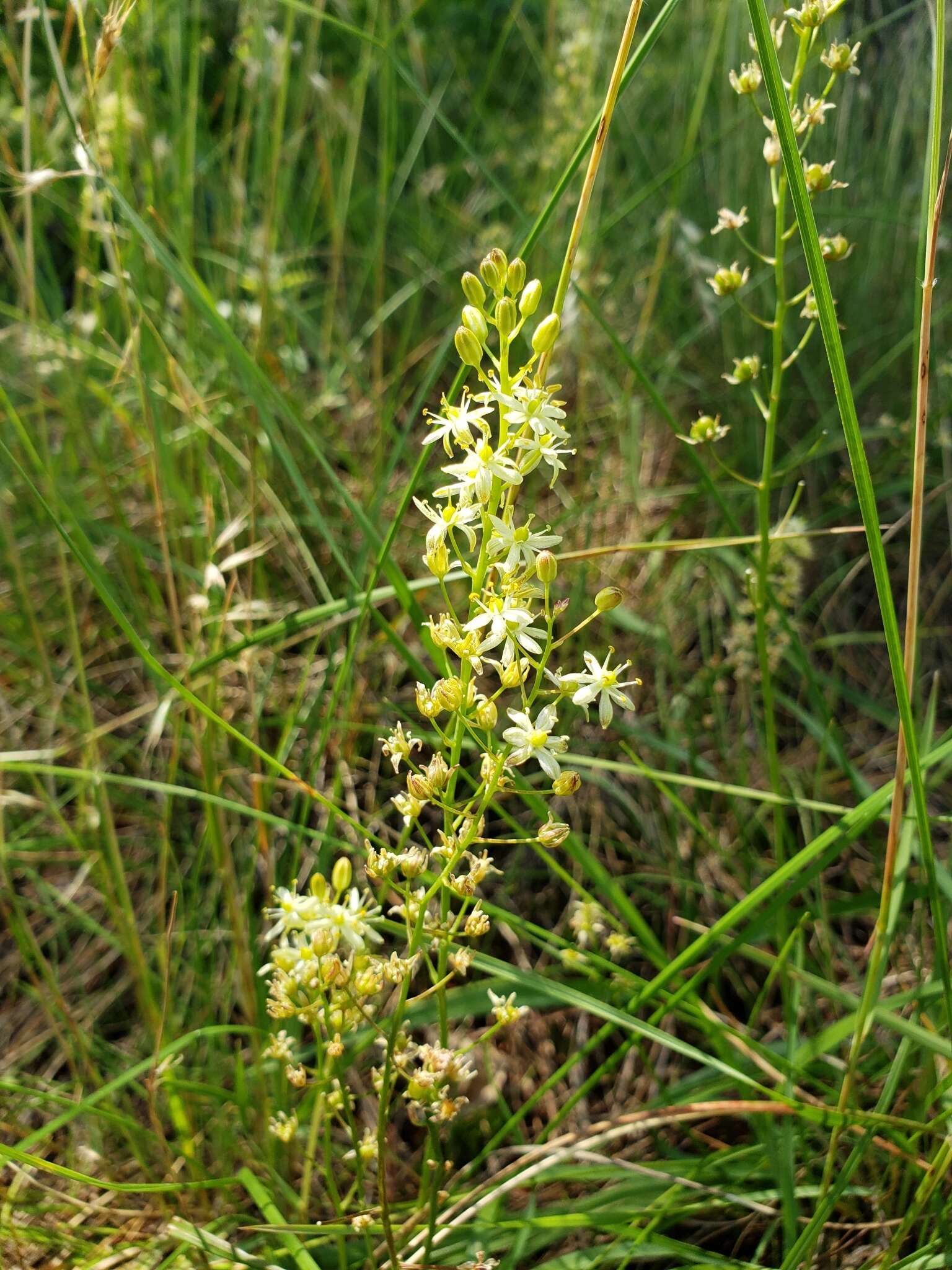 Image of Texas sunnybell