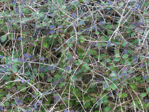 Image of Coprosma rotundifolia A. Cunn.