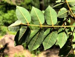 Plancia ëd Austrosteenisia blackii (F. Muell.) R. Geesink