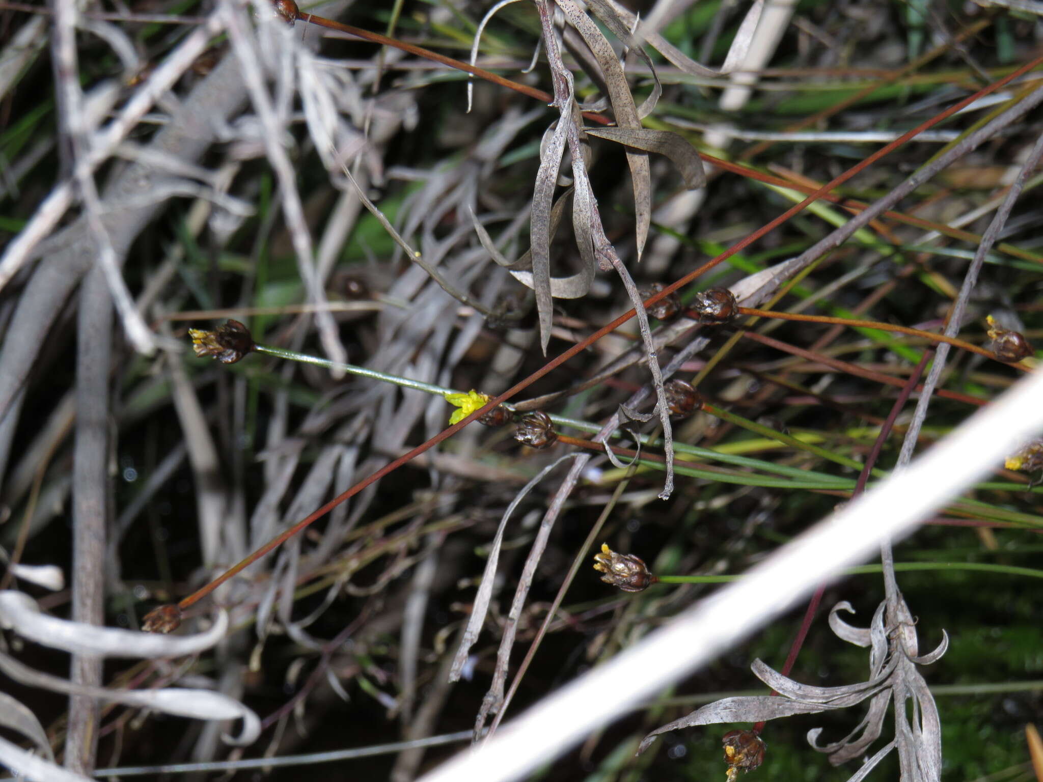 Sivun Xyris capensis Thunb. kuva