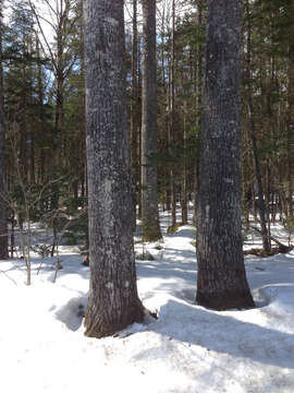 Image of bigtooth aspen