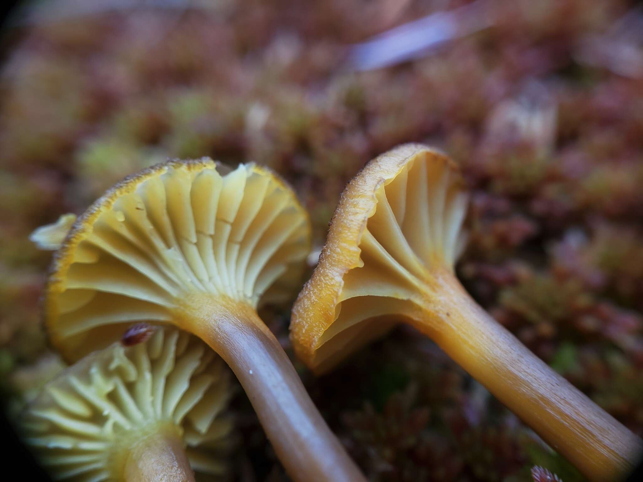 Image of Hygrocybe turunda (Fr.) P. Karst. 1879