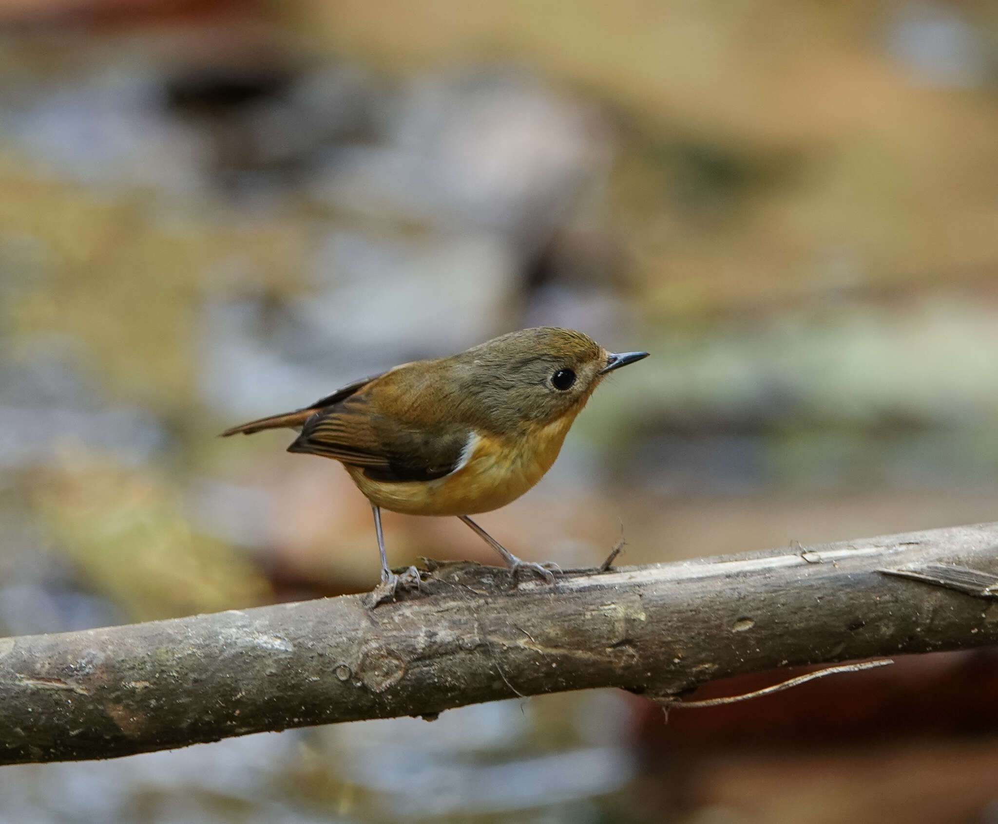 Image of Pygmy Flycatcher